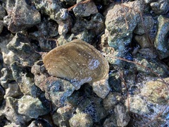 Isognomon alatus