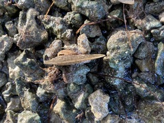 Isognomon alatus