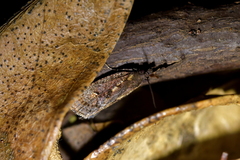 Cryptaspasma querula