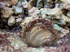 Isognomon alatus