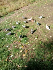 Columba livia domestica