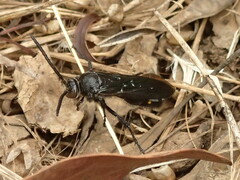 Laeviscolia frontalis