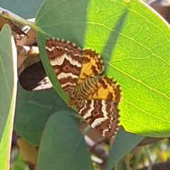 Chrysolarentia polycarpa