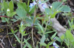 Microsteris gracilis