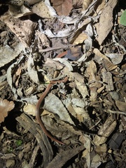 Contia tenuis