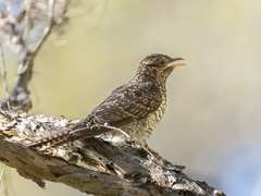 Cacomantis variolosus