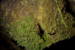 Macropathini