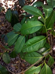Diospyros fasciculosa