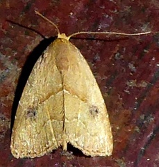 Rivula inconspicua