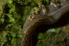 Australopacifica jacksoniana