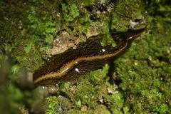 Australopacifica jacksoniana