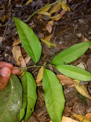 Diospyros fasciculosa
