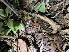 Contia tenuis