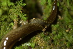 Australopacifica jacksoniana