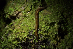 Australopacifica jacksoniana
