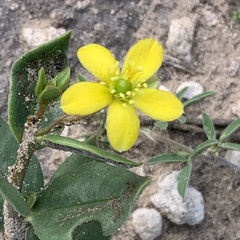 Talinum arnotii