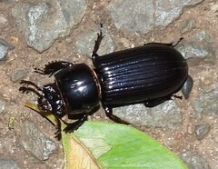 Aulacocyclus