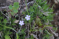 Phlox diffusa