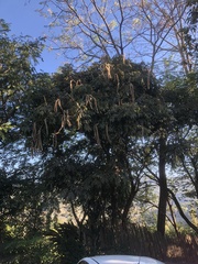 Bignonia