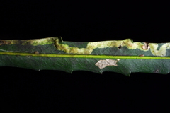Eumetriochroa panacitorsens