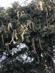 Bignonia