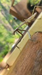 Archimantis latistyla