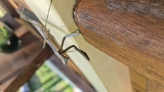 Archimantis latistyla