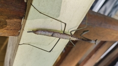 Archimantis latistyla