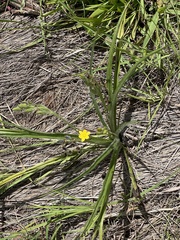 Hypoxis angustifolia