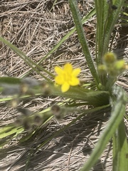 Hypoxis angustifolia