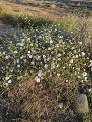Convolvulus virgatus