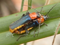Chauliognathus tricolor