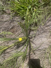 Hypoxis angustifolia