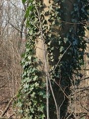 Hedera helix