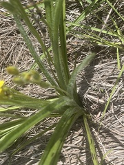 Hypoxis angustifolia