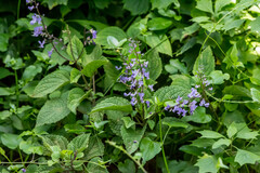 Plectranthus