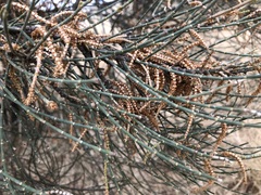 Allocasuarina luehmannii