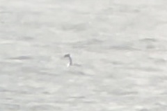 Aechmophorus occidentalis