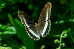 Eurytela hiarbas