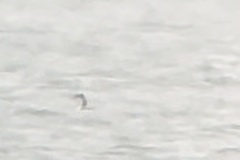 Aechmophorus occidentalis