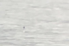 Aechmophorus occidentalis