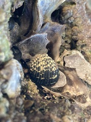 Nerita tessellata