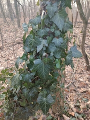Hedera helix
