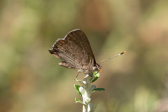 Paralucia pyrodiscus lucida