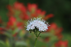 Valeriana sitchensis