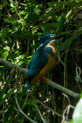 Alcedo semitorquata