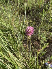 Castilleja exserta