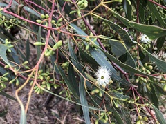 Eucalyptus odorata
