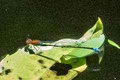 Pseudagrion massaicum