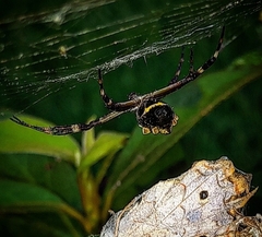 Argiope argentata
